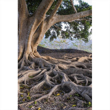 Lade das Bild in den Galerie-Viewer, Spannrahmenbild Alter Baum mit Wurzeln Hochformat