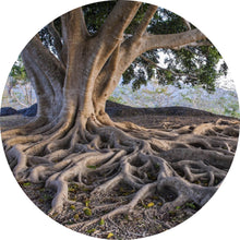 Lade das Bild in den Galerie-Viewer, Aluminiumbild gebürstet Alter Baum mit Wurzeln Kreis