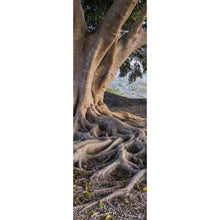 Lade das Bild in den Galerie-Viewer, Aluminiumbild Alter Baum mit Wurzeln Panorama Hoch