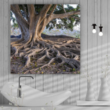 Lade das Bild in den Galerie-Viewer, Spannrahmenbild Alter Baum mit Wurzeln Quadrat