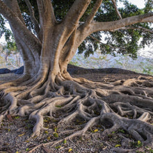 Lade das Bild in den Galerie-Viewer, Leinwandbild Alter Baum mit Wurzeln Quadrat
