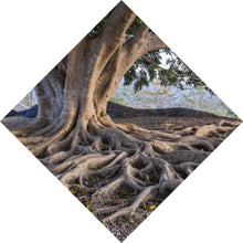 Lade das Bild in den Galerie-Viewer, Spannrahmenbild Alter Baum mit Wurzeln Raute