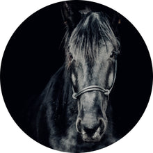 Lade das Bild in den Galerie-Viewer, Aluminiumbild gebürstet Ausdrucksvolles Portrait eines schwarzen Pferdes Kreis