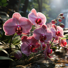 Lade das Bild in den Galerie-Viewer, Leinwandbild Beeindruckende Orchideen im Naturparadies Quadrat