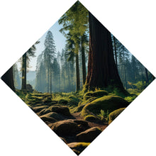 Lade das Bild in den Galerie-Viewer, Aluminiumbild Beeindruckender Wald mit Bäumen in der Sonne Raute