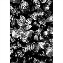 Lade das Bild in den Galerie-Viewer, Acrylglasbild Blätterwald Hochformat