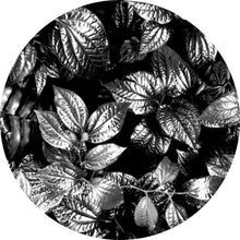 Lade das Bild in den Galerie-Viewer, Aluminiumbild Blätterwald Kreis