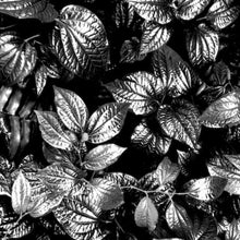 Lade das Bild in den Galerie-Viewer, Acrylglasbild Blätterwald Quadrat