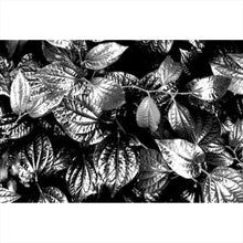 Lade das Bild in den Galerie-Viewer, Aluminiumbild gebürstet Blätterwald Querformat