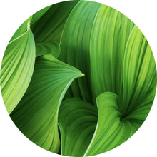 Lade das Bild in den Galerie-Viewer, Aluminiumbild gebürstet Blattwerk in lebendigem Grün Kreis