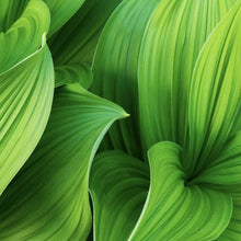 Lade das Bild in den Galerie-Viewer, Aluminiumbild Blattwerk in lebendigem Grün Quadrat
