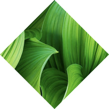 Lade das Bild in den Galerie-Viewer, Leinwandbild Blattwerk in lebendigem Grün Raute
