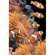 Lade das Bild in den Galerie-Viewer, Acrylglasbild Clownfische schwimmen im lebendigen Korallenriff Hochformat
