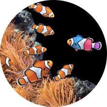 Lade das Bild in den Galerie-Viewer, Aluminiumbild Clownfische schwimmen im lebendigen Korallenriff Kreis