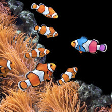 Lade das Bild in den Galerie-Viewer, Poster Clownfische schwimmen im lebendigen Korallenriff Quadrat