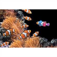 Lade das Bild in den Galerie-Viewer, Spannrahmenbild Clownfische schwimmen im lebendigen Korallenriff Querformat