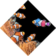 Lade das Bild in den Galerie-Viewer, Acrylglasbild Clownfische schwimmen im lebendigen Korallenriff Raute