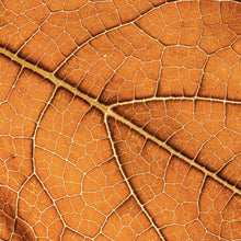 Lade das Bild in den Galerie-Viewer, Acrylglasbild Detailansicht eines herbstlichen Blattes Quadrat