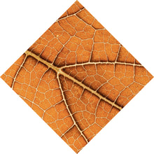 Lade das Bild in den Galerie-Viewer, Leinwandbild Detailansicht eines herbstlichen Blattes Raute