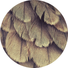 Lade das Bild in den Galerie-Viewer, Aluminiumbild gebürstet Detailierte Nahaufnahme eines Gefieders Kreis