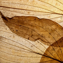 Lade das Bild in den Galerie-Viewer, Leinwandbild Edle Blattstruktur im Herbst Quadrat