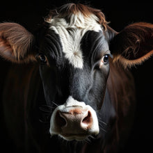 Lade das Bild in den Galerie-Viewer, Poster Eindrucksvolle Nahaufnahme einer Kuh Quadrat