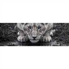 Lade das Bild in den Galerie-Viewer, Aluminiumbild gebürstet Eindrucksvolles Löwenjunges Spiegelbild Panorama