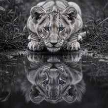 Lade das Bild in den Galerie-Viewer, Spannrahmenbild Eindrucksvolles Löwenjunges Spiegelbild Quadrat