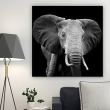 Lade das Bild in den Galerie-Viewer, Leinwandbild Elefant Schwarz Weiß Quadrat