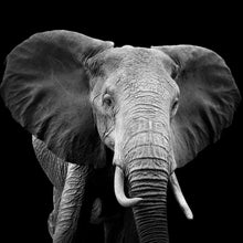 Lade das Bild in den Galerie-Viewer, Leinwandbild Elefant Schwarz Weiß Quadrat