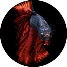 Lade das Bild in den Galerie-Viewer, Aluminiumbild gebürstet Eleganter Betta Fisch mit leuchtend roten Flossen Kreis