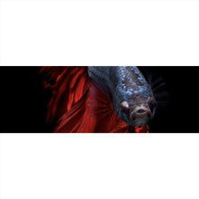 Lade das Bild in den Galerie-Viewer, Leinwandbild Eleganter Betta Fisch mit leuchtend roten Flossen Panorama