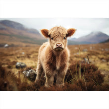 Lade das Bild in den Galerie-Viewer, Aluminiumbild gebürstet Flauschiges Highland Kalb auf der Weide Querformat