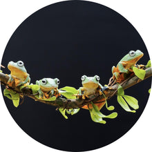 Lade das Bild in den Galerie-Viewer, Aluminiumbild gebürstet Fünf Frösche sitzen auf einem Ast Kreis