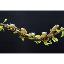 Lade das Bild in den Galerie-Viewer, Poster Fünf Frösche sitzen auf einem Ast Querformat