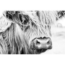Lade das Bild in den Galerie-Viewer, Poster Highland Rind Querformat