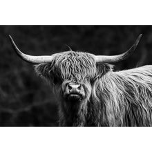Lade das Bild in den Galerie-Viewer, Leinwandbild Highland Rind Schwarz-Weiß Querformat