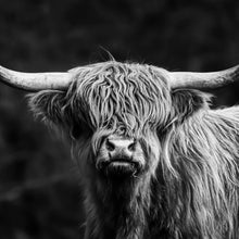 Lade das Bild in den Galerie-Viewer, Leinwandbild Highland Rind Schwarz-Weiß Quadrat