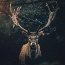 Lade das Bild in den Galerie-Viewer, Aluminiumbild gebürstet Hirsch am düsteren Waldrand Quadrat