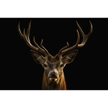 Lade das Bild in den Galerie-Viewer, Leinwandbild Hirsch auf Schwarz Querformat