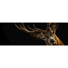 Lade das Bild in den Galerie-Viewer, Spannrahmenbild Hirsch auf Schwarz Panorama