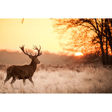 Lade das Bild in den Galerie-Viewer, Aluminiumbild gebürstet Hirsch im Sonnenuntergang Querformat