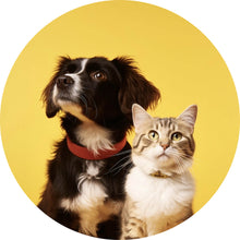 Lade das Bild in den Galerie-Viewer, Aluminiumbild gebürstet Hund und Katze vor gelbem Hintergrund Kreis