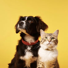 Lade das Bild in den Galerie-Viewer, Aluminiumbild gebürstet Hund und Katze vor gelbem Hintergrund Quadrat
