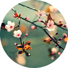 Lade das Bild in den Galerie-Viewer, Aluminiumbild Kirschblüten am Ast Kreis