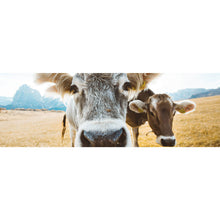 Lade das Bild in den Galerie-Viewer, Leinwandbild Kühe auf Weide Panorama