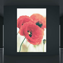 Lade das Bild in den Galerie-Viewer, Poster Leuchtend rote Mohnblumen im sanften Morgenlicht Hochformat