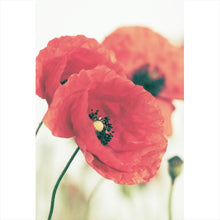 Lade das Bild in den Galerie-Viewer, Poster Leuchtend rote Mohnblumen im sanften Morgenlicht Hochformat