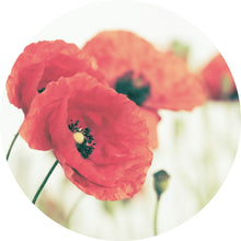 Lade das Bild in den Galerie-Viewer, Aluminiumbild Leuchtend rote Mohnblumen im sanften Morgenlicht Kreis