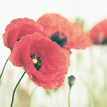 Lade das Bild in den Galerie-Viewer, Aluminiumbild Leuchtend rote Mohnblumen im sanften Morgenlicht Quadrat